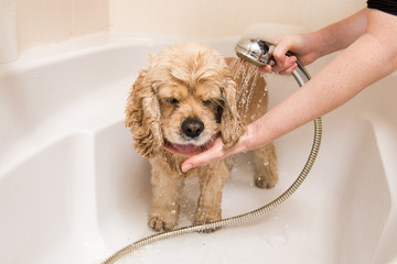 American cocker spaniel taking a shower in bathroom.