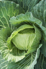 Landscape view of a freshly growing cabbage field,