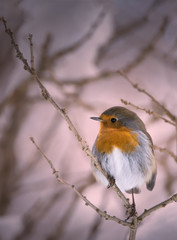 rouge-gorge sur une branche