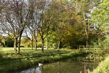 Fototapeta na wymiar Cygne dans le chenal en pleine verdure en automne au Vrijbroekpark à Malines