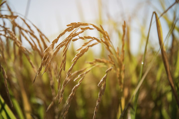 Close up of green paddy rice plant.