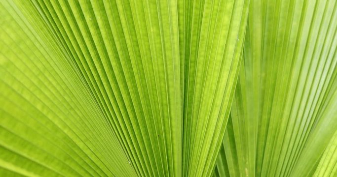 green palm leaf texture, abstract pattern of foliage plant in nature