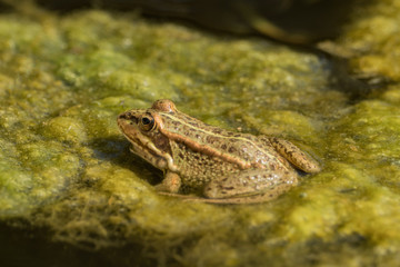 A green frog sitting in the pond full of water lilies