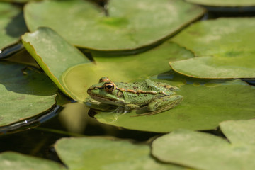 A green frog sitting in the pond full of water lilies