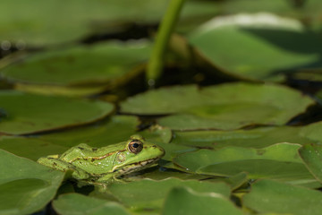 A green frog sitting in the pond full of water lilies