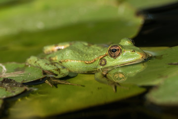 A green frog sitting in the pond full of water lilies