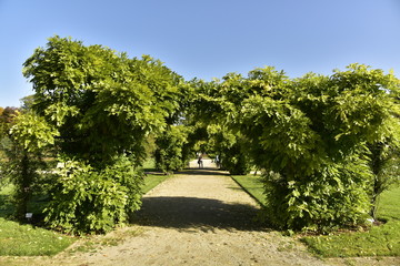 Fototapeta na wymiar Feuillage des arbres en arche au dessus d'une allée à la roseraie ,au Vrijbroek Park à Malines