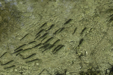 Fish in the krka river