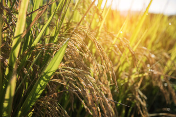 Close up of green paddy rice plant.