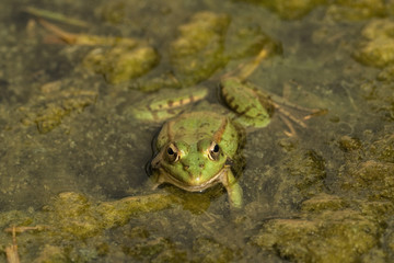 A green frog sitting in the pond full of water lilies