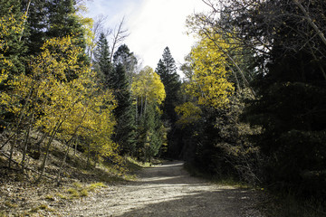 Fototapeta premium Forest Road