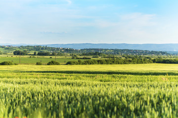 Fototapeta na wymiar Landscape is a wheat field, countryside in Ukraine