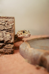 Leopard Gecko