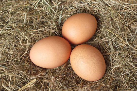 Chicken eggs on the nest in hay