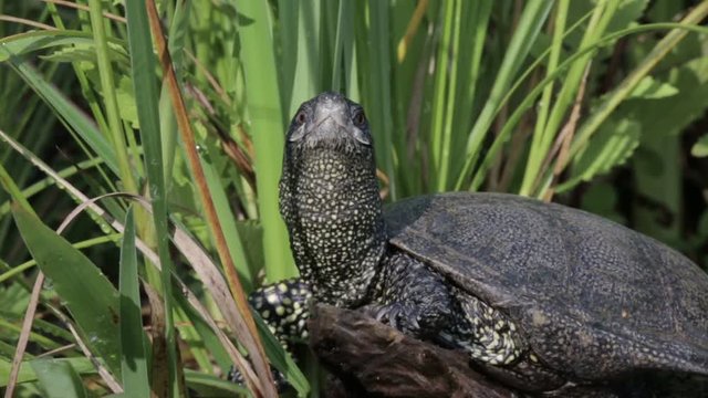 Europ&auml;ische Sumpfschildkr&ouml;te sonnt sich auf einem Baumstamm, dicht, Halbnahe, frontal