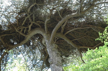 Studland and Godlingston Heath National Nature Reserve