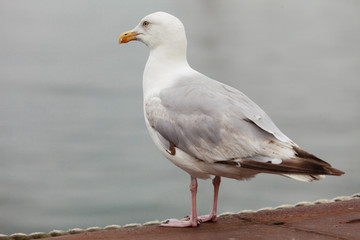 Closeup of seagull bird standing next to water
