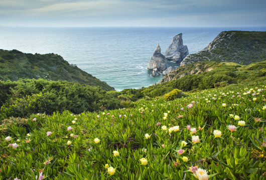Fototapeta spring flowers on the green hills in Portugal