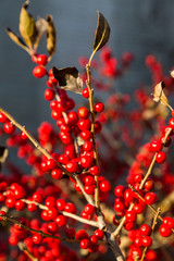 Red Berries