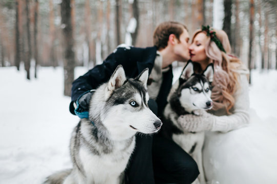 Blurred newlyweds are kissing on background of syberian husky. Winter wedding. Artwork