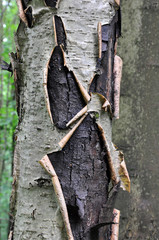 An old tree with cracked bark and green moss.
