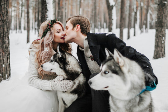 Cheerful newlyweds are kissing on background of husky. Winter wedding. Artwork