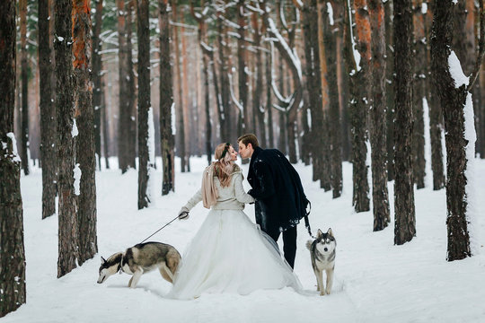 Bride and groom are walking on the snowy trail with two siberian husky. Back view. Artwork