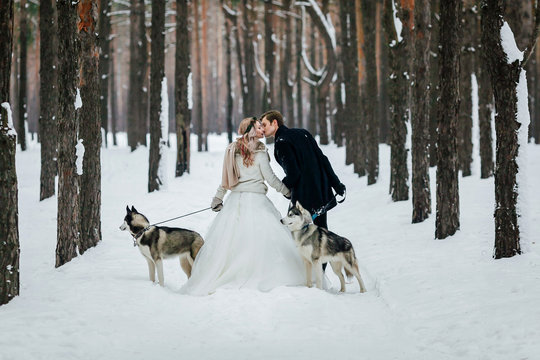 Newlyweds are walking on the snowy trail with two siberian husky. Back view. Artwork