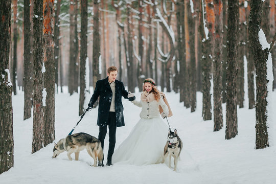 Bride and groom walks on the snowy trail with two siberian husky. Winter wedding. Artwork
