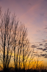 Barren trees on the autumn evening with yellow and orange sunset on a clear sky with picturesque scattered clouds