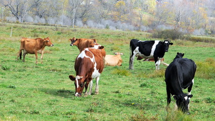 Dairy cows in a pasture