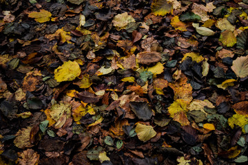 leaves