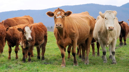 Cows posing