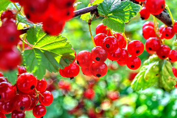 close-up of a  red currant in the fruit garden, backlit