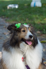 dog with bows in ears
