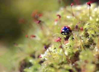 Among the green mosses.Among the yellow-green moss wanders a little bug ladybug.