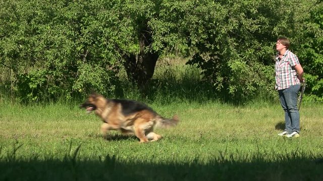Dog is running on command. Hairy shepherd dog is running on command of its owner.