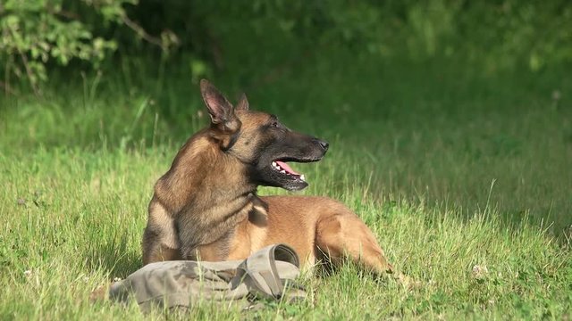 Dog is attacking a stranger to defence a bag. Lying dog is detecting a stranger and attacking him, slow motion.