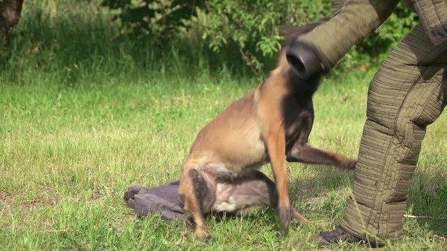 Dog is defending a bag from stranger. Dog is defending a bag from stranger, slow motion, close-up.