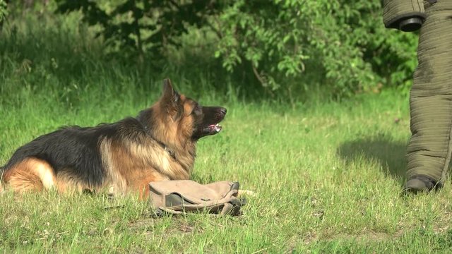 Dog is getting angry and attacking a stranger. Hairy dog is getting angry and attacking a stranger, slow motion.