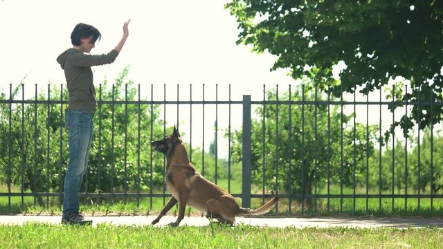 Dog is swiftly executing commands. Dog is very swiftly executing commands of its master.