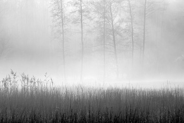 Jesienny Las w Mgle © Wojciech Lisiński