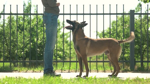 Master and obedient dog. Smart dog is joyfully executing commands.