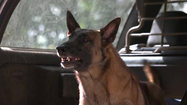 Dog is barking inside a luggage boot. Dog is barking inside a luggage boot, close-up.