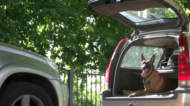 Dog is lying inside a car trunk. Belgian shepherd dog is obediently lying into an opened car trunk and looking outside.