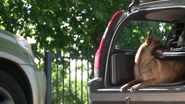 Dog in a car trunk is jumping out and attacking a stranger. Shepherd belgian dog in a car trunk is jumping outside and attacking a figurant.