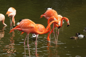 Flamingos