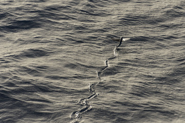 Flying fish above sea surface