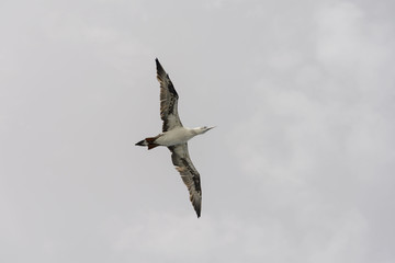 Gannet flying