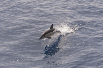 Fototapeta premium Dolphins jumping from sea